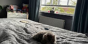Mouse is registered to the contest to win money with this photo: animal, bed, blanket, cat, cozy, curtains, daylight, dresser, fluffy, furniture, grey, home, indoor, kitten, pet, relaxation, resting, soft_texture, television, window