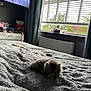 animal, bed, blanket, cat, cozy, curtains, daylight, dresser, fluffy, furniture, grey, home, indoor, kitten, pet, relaxation, resting, soft_texture, television, window