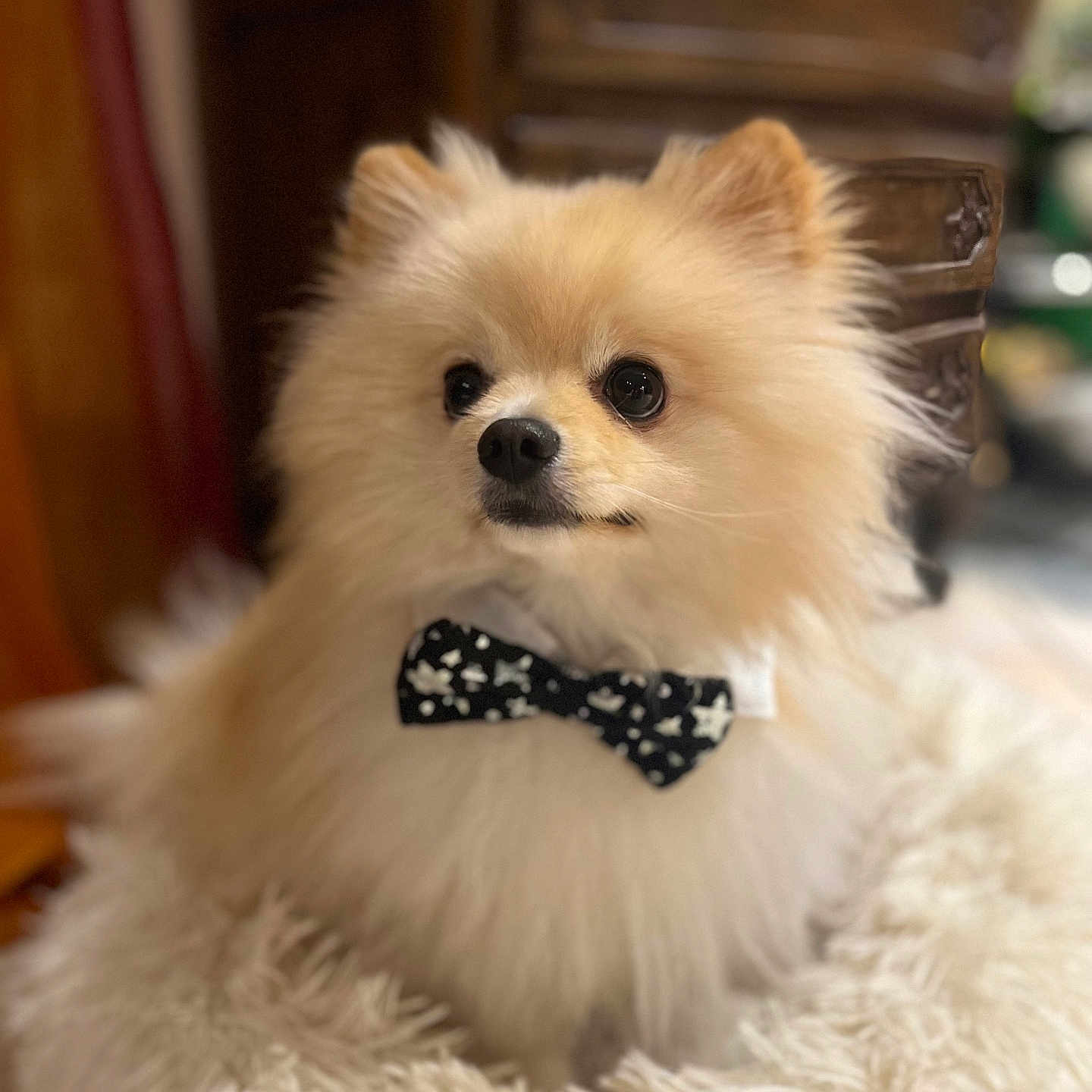 Kenzo participe au concours pour gagner de l'argent avec cette photo : accessories, animal, bowtie, canine, clothing, cockerspaniel, dog, dogbed, eskimodog, formalwear, fur, furniture, indoors, interiordesign, papillon, pet, puppy, terrier, tie, whitedog