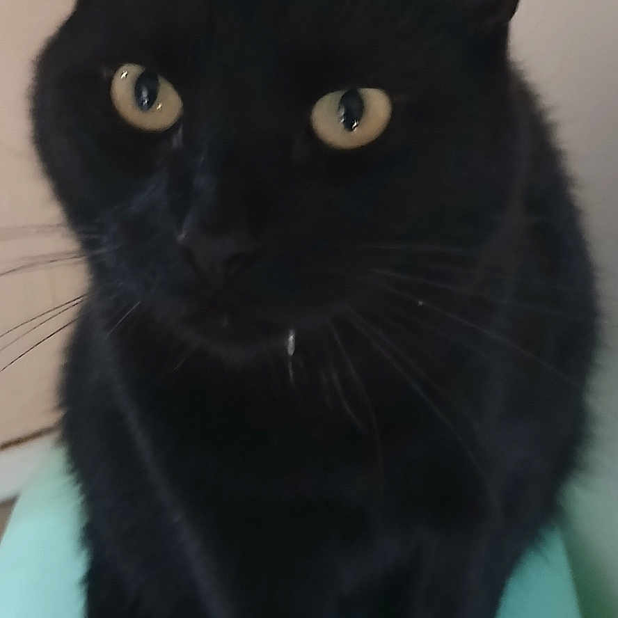 Noel participe au concours pour gagner de l'argent avec cette photo : animal, blackcat, cat, kitten, manx, pet