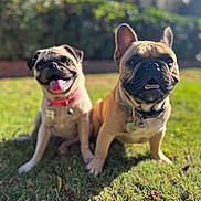 Kimi And Koa joined the competition — help win amazing prizes! animal, collar, companions, cute, dog, french_bulldog, friendship, garden, grass, happy, mammal, nature, outdoor, pet, playful, pug, smiling, summer, sunny, tongue_out