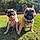 Kimi And Koa