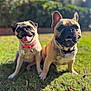 animal, collar, companions, cute, dog, french_bulldog, friendship, garden, grass, happy, mammal, nature, outdoor, pet, playful, pug, smiling, summer, sunny, tongue_out