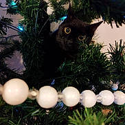 Auba participe au concours pour gagner de l'argent avec cette photo : cat, black_cat, christmas_tree, greenery, decorations, bead_garland, holiday, curious, animal, pet, indoor, eyes, branches, closeup, nature, festive, ornaments, christmas_lights, celebration, cute