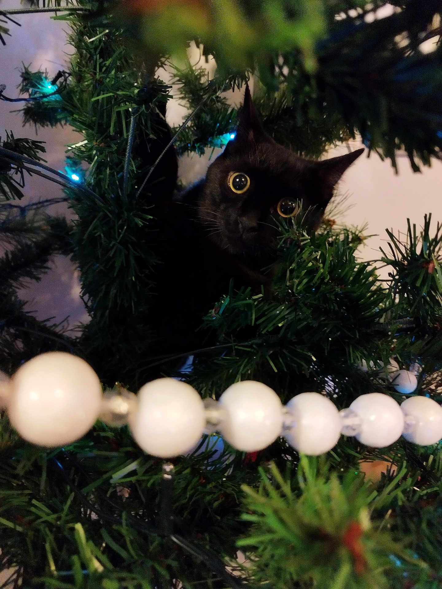 Auba participe au concours pour gagner de l'argent avec cette photo : cat, black_cat, christmas_tree, greenery, decorations, bead_garland, holiday, curious, animal, pet, indoor, eyes, branches, closeup, nature, festive, ornaments, christmas_lights, celebration, cute