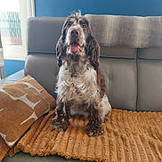Vaya participe au concours pour gagner de l'argent avec cette photo : dog, spaniel, pet, sitting, tongue_out, floppy_ears, long_hair, brown_and_white, indoor, living_room, sofa, couch, blanket, throw, cushion, window, blue_wall, home, portrait, cozy
