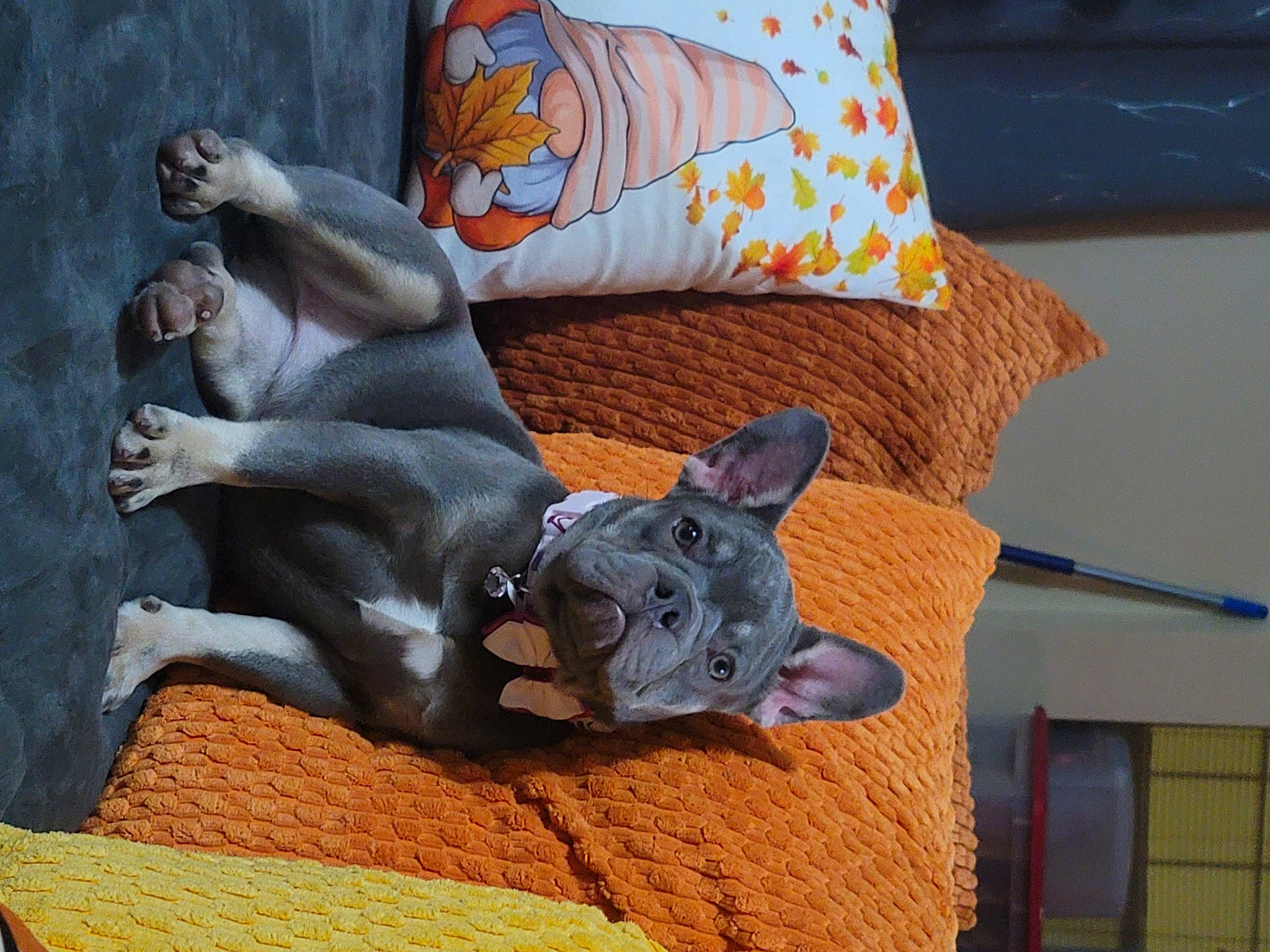 Freyja joined the competition — help win amazing prizes! art, carmine, carnivore, comfort, companion_dog, creative_arts, dog, dog_breed, dog_supply, fawn, felidae, grey, linens, pet_supply, pillow, sculpture, tail, toy_dog, wood, working_animal