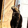 Xena is registered to the contest to win money with this photo: cat, tortoiseshell_cat, windowsill, sunlight, shadow, wood, indoor, pet, animal, feline, side_view, quiet, calm, resting, looking_up, natural_light, domestic, cozy, window, daylight