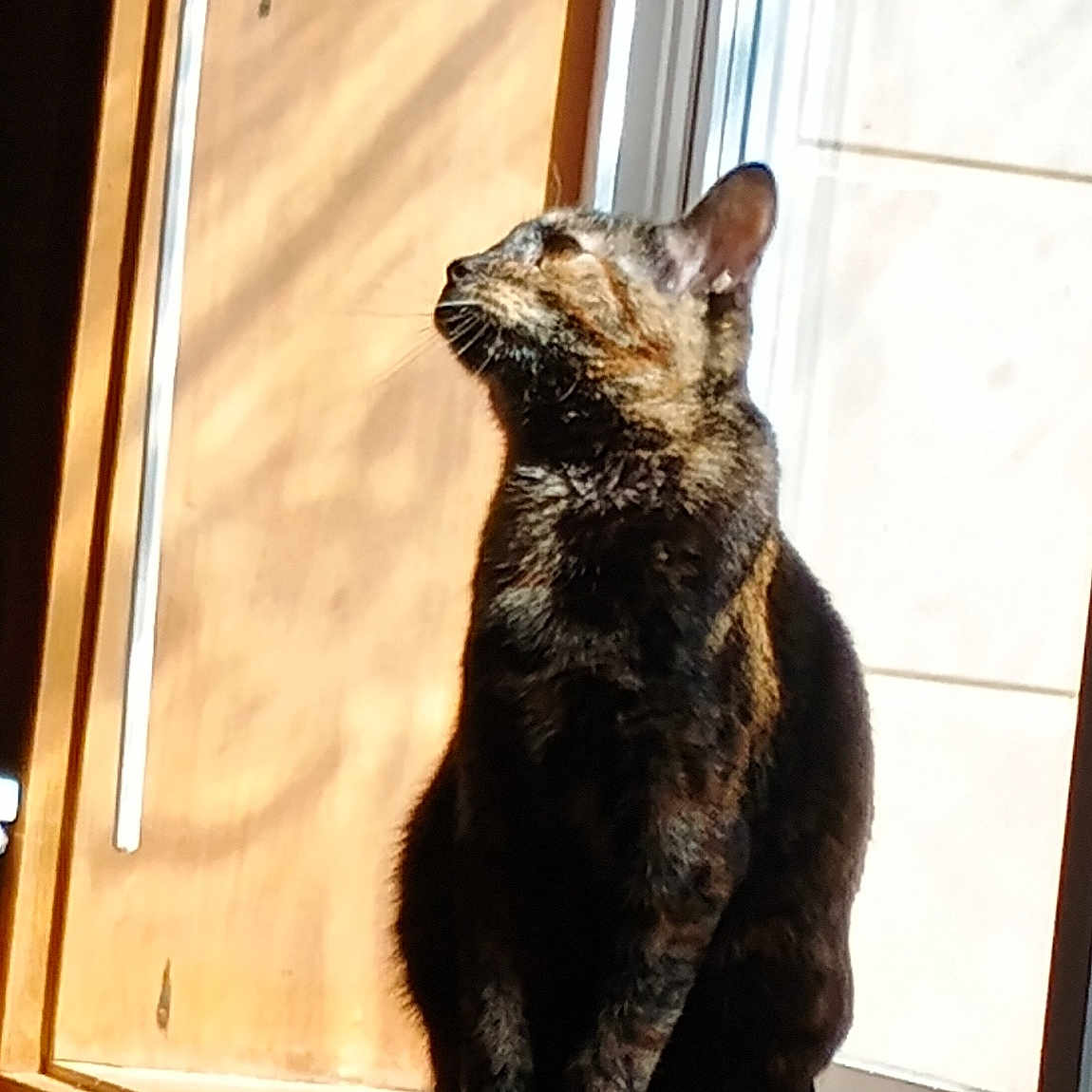 Xena