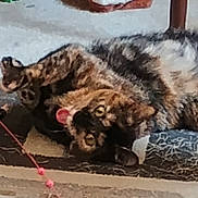 Xena is registered to the contest to win money with this photo: dog, playing, tongue_out, lying_down, indoor, carpet, fur, pet, animal, relaxed, cheerful, cute, looking, patterned_rug, domestic, mammal, companion, canine, funny_face, resting