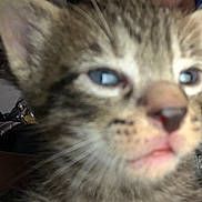 Thiago is registered to the contest to win money with this photo: animal, blue_eyes, blurry, cat, close_up, cute, ears, face, feline, fur, indoor, kitten, muzzle, nose, pet, small, soft, tabby, whiskers, young