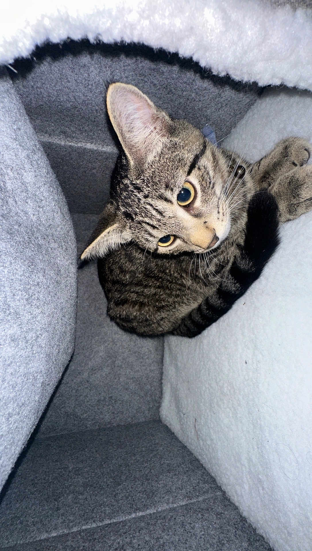 Thiago joined the competition — help win amazing prizes! cat, tabby_cat, feline, pet, indoor, cozy, soft_texture, gray, white, curious, animal, whiskers, ears, paws, closeup, resting, cute, fur, looking_up, enclosure