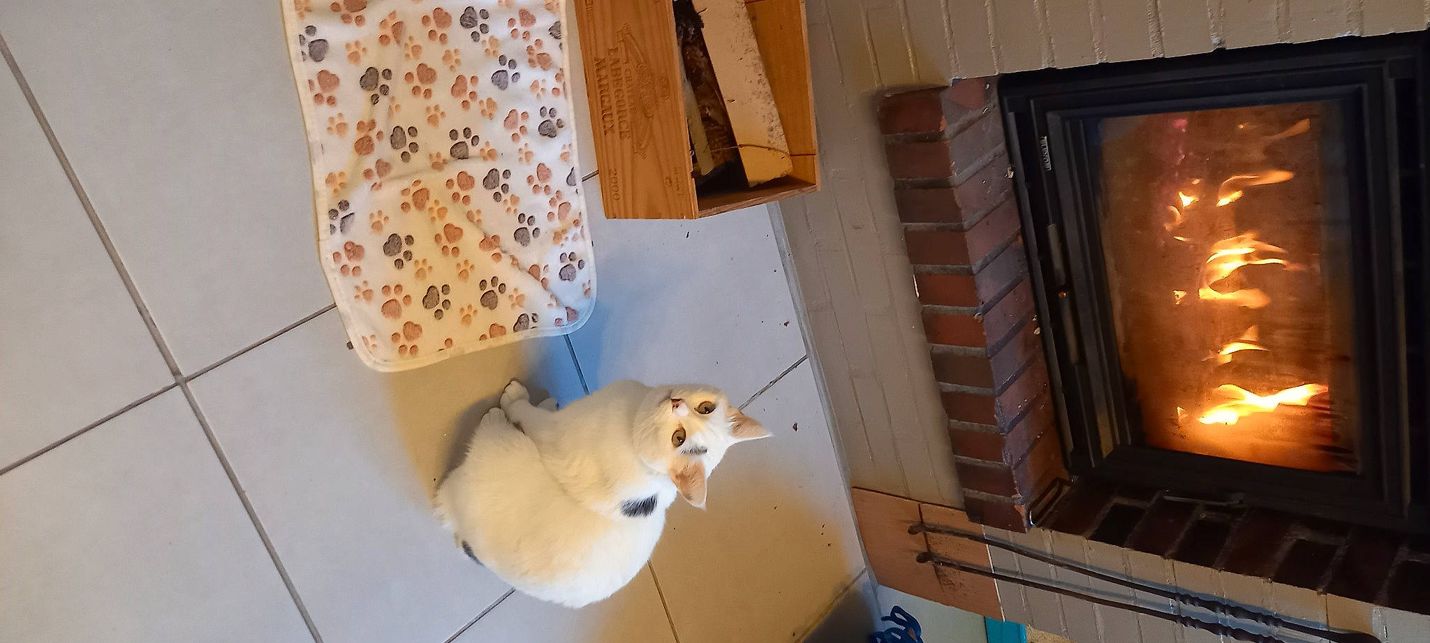 Mojito participe au concours pour gagner de l'argent avec cette photo : carnivore, companion_dog, dog, dog_breed, fawn, felidae, fire_screen, floor, flooring, gas, hardwood, hearth, house, interior_design, property, room, stove, wood, wood_burning_stove, wood_stain