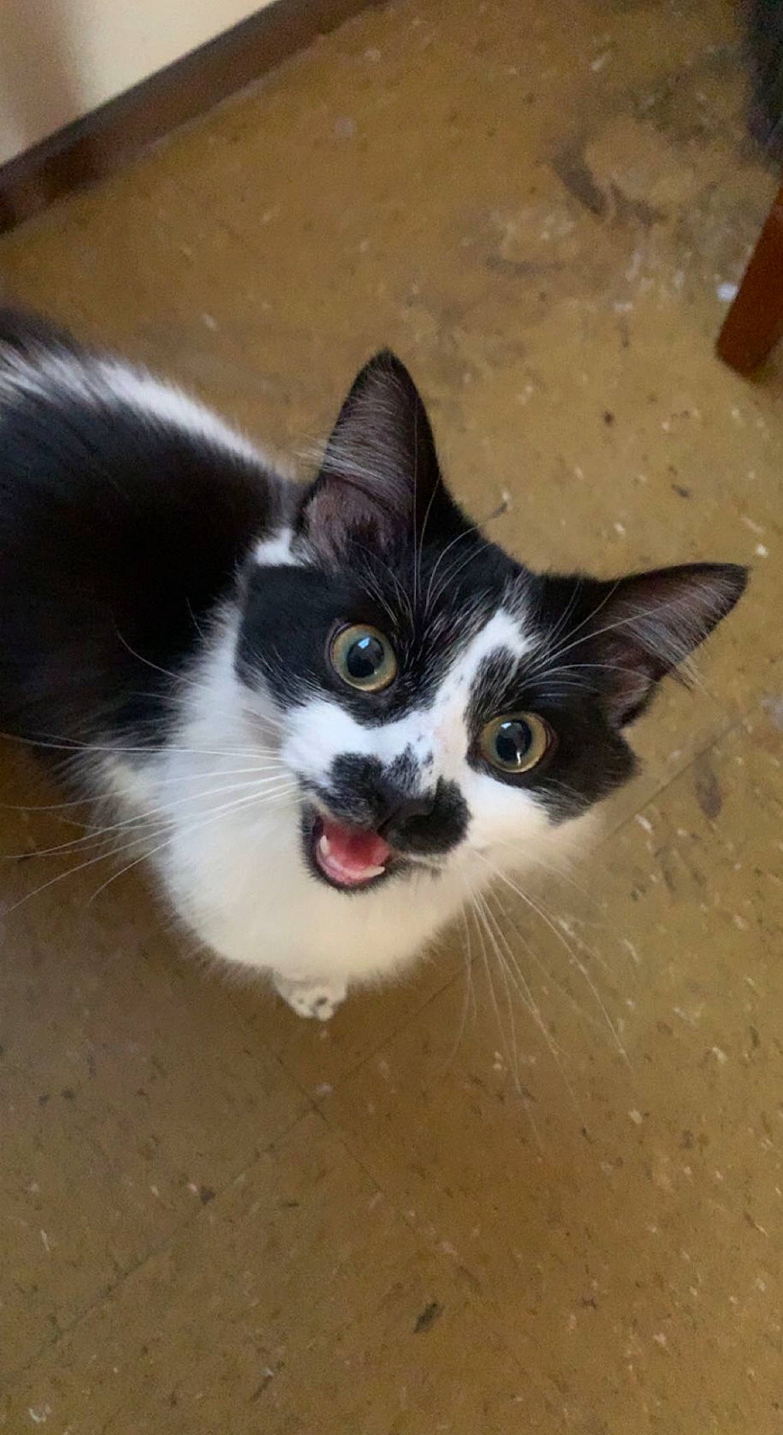 Cali joined the competition — help win amazing prizes! art, carnivore, cat, claw, domestic_short_haired_cat, eye, felidae, flooring, foot, fur, iris, leg, paw, small_to_medium_sized_cats, snout, tail, whiskers, window