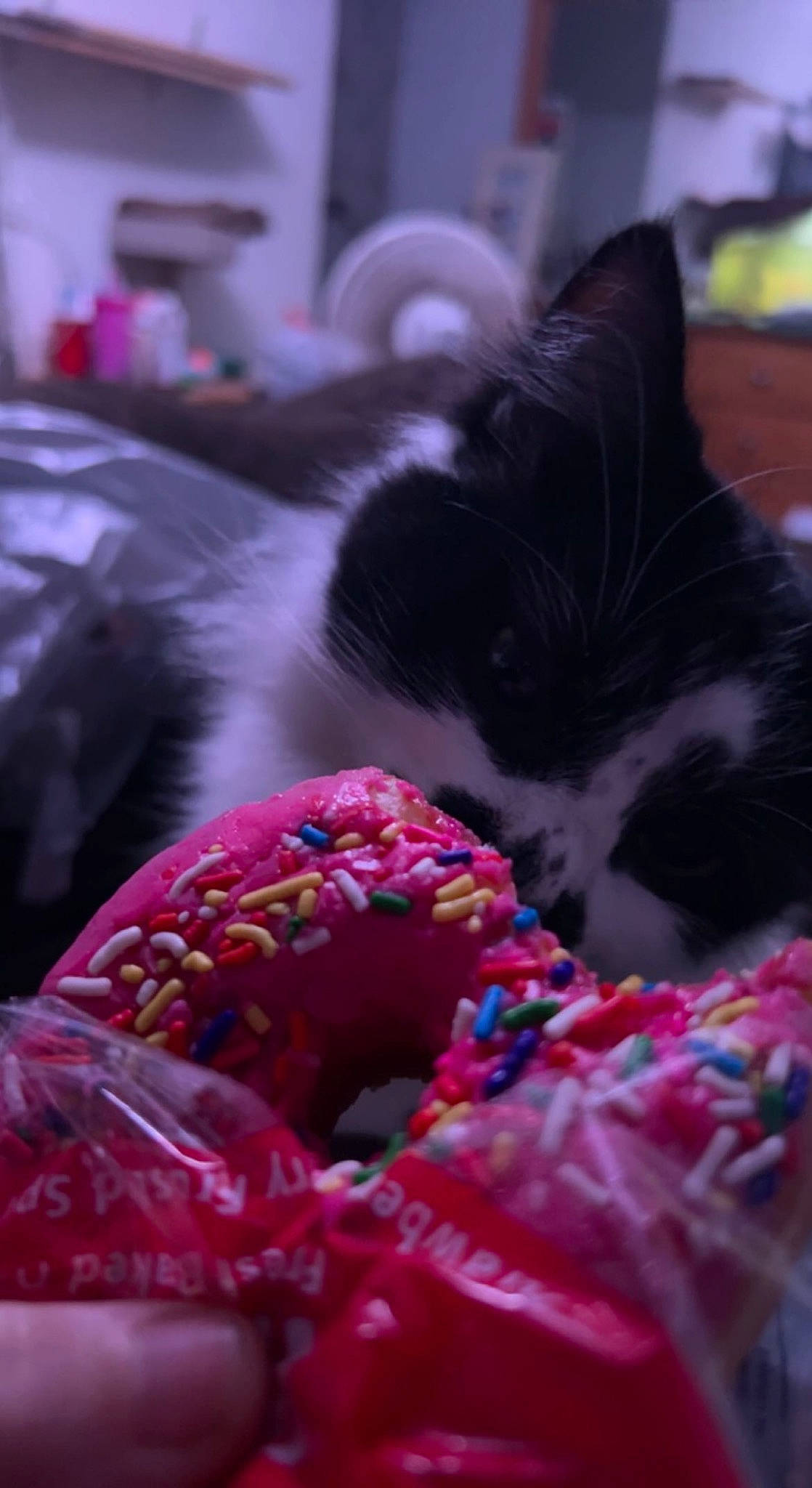 Cali is registered to the contest to win money with this photo: carmine, carnivore, cat, comfort_food, confectionery, event, felidae, food, fur, ingredient, magenta, pattern, petal, pink, small_to_medium_sized_cats, sweetness, whiskers