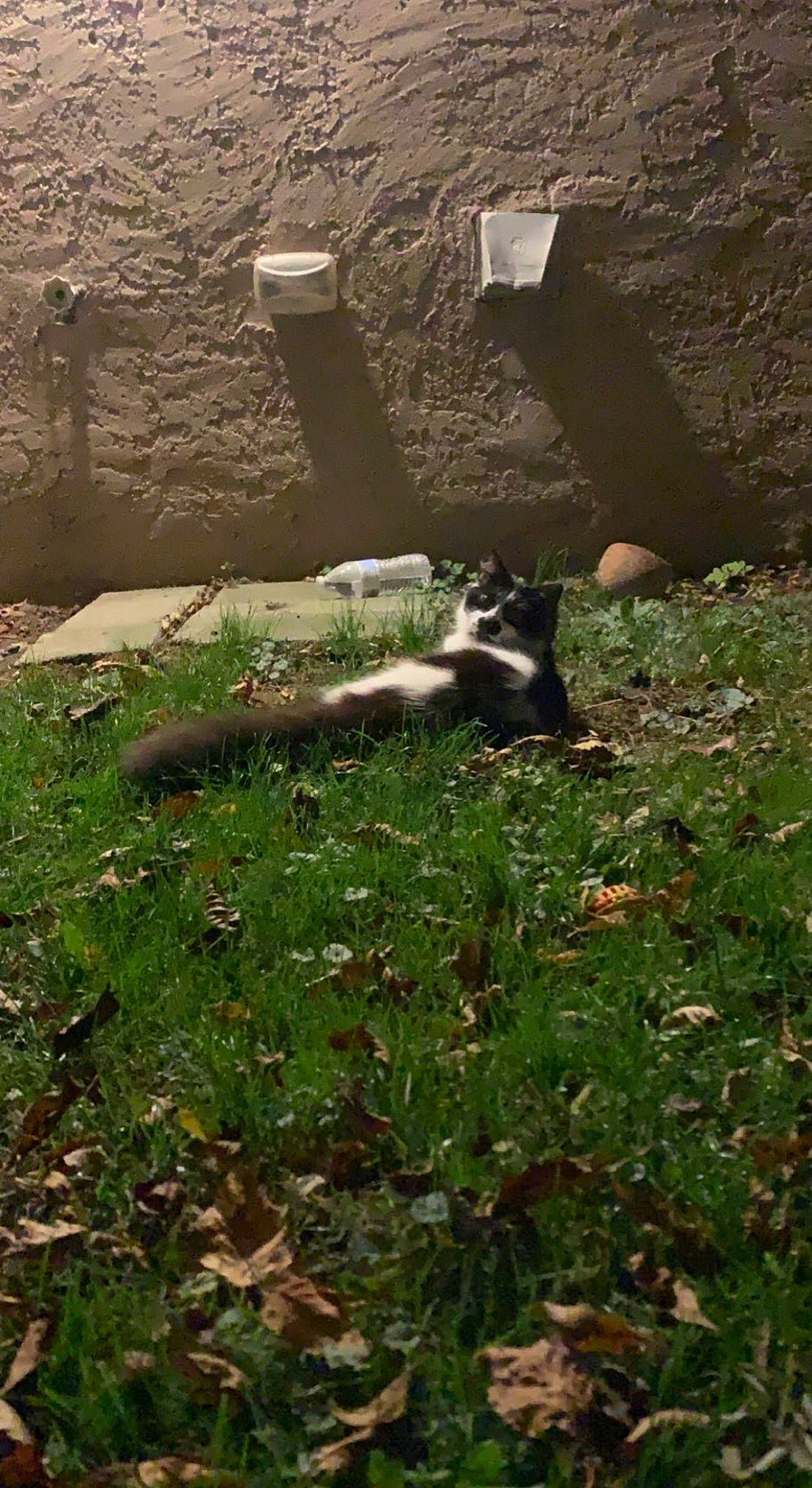 Cali is registered to the contest to win money with this photo: carnivore, cat, felidae, grass, grassland, groundcover, herbaceous_plant, landscape, lawn, pasture, plant, rock, shadow, small_to_medium_sized_cats, soil, tail, terrestrial_animal, tints_and_shades, wildlife, wood