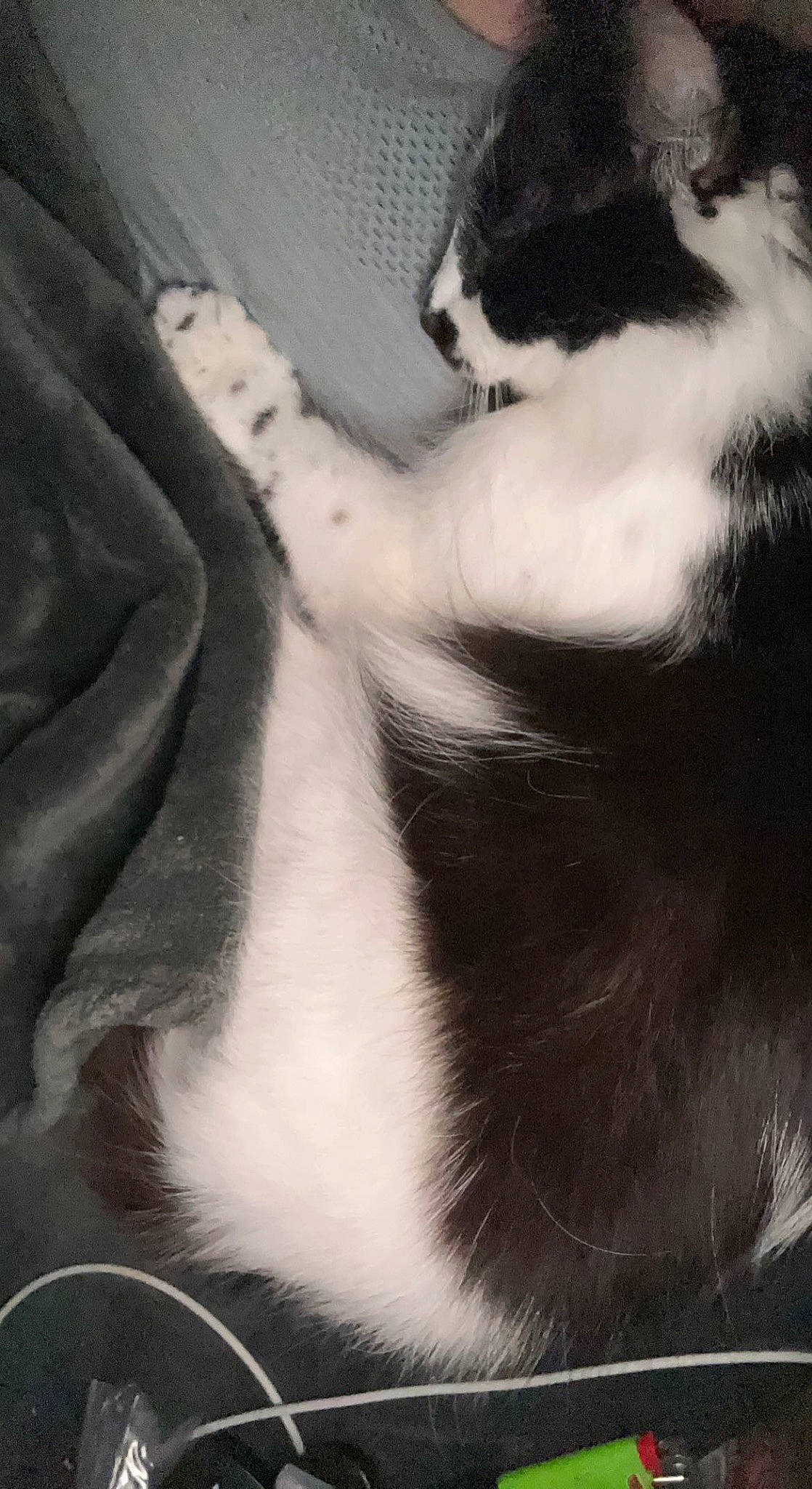 Cali joined the competition — help win amazing prizes! arm, black_and_white, carnivore, cat, cloud, comfort, domestic_short_haired_cat, eye, felidae, foot, fur, human_leg, monochrome, monochrome_photography, paw, small_to_medium_sized_cats, snout, tail, whiskers, window