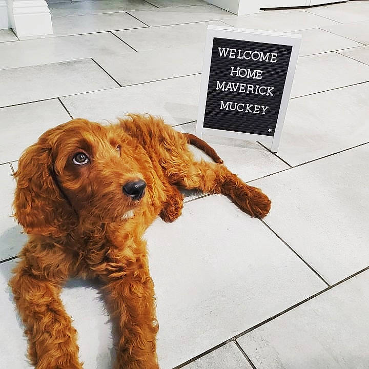 Maverick joined the competition — help win amazing prizes! canidae, carnivore, cavapoo, cockapoo, cocker_spaniel, companion_dog, dog, dog_breed, fawn, fur, golden_retriever, goldendoodle, mammal, puppy, snout, sporting_group