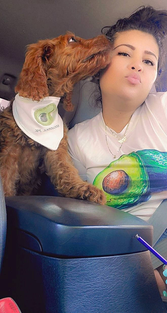 Maverick joined the competition — help win amazing prizes! ball, canidae, carnivore, companion_dog, dog, dog_breed, fawn, photography, sporting_group, tennis_ball