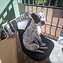 Ace participe au concours pour gagner de l'argent avec cette photo : balcony, black_and_white, chair, curious, dog, domestic, furniture, indoor, modern, outdoor_view, pet, plant, railing, relaxing, seating, shadow, spotted, sunlight, table, wooden_floor
