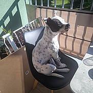 Ace participe au concours pour gagner de l'argent avec cette photo : animal, balcony, black_and_white, chair, daylight, dog, domestic, furniture, modern, outdoor, peaceful, pet, plant, relaxation, shadow, sitting, spot, sunlight, table, wooden_leg