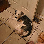 Max is registered to the contest to win money with this photo: dog, puppy, tile_floor, door, foot, indoor, pet, animal, black_and_white, brown, resting, curious, floor_vent, wall, home, close_up, laying_down, canine, domestic, companion