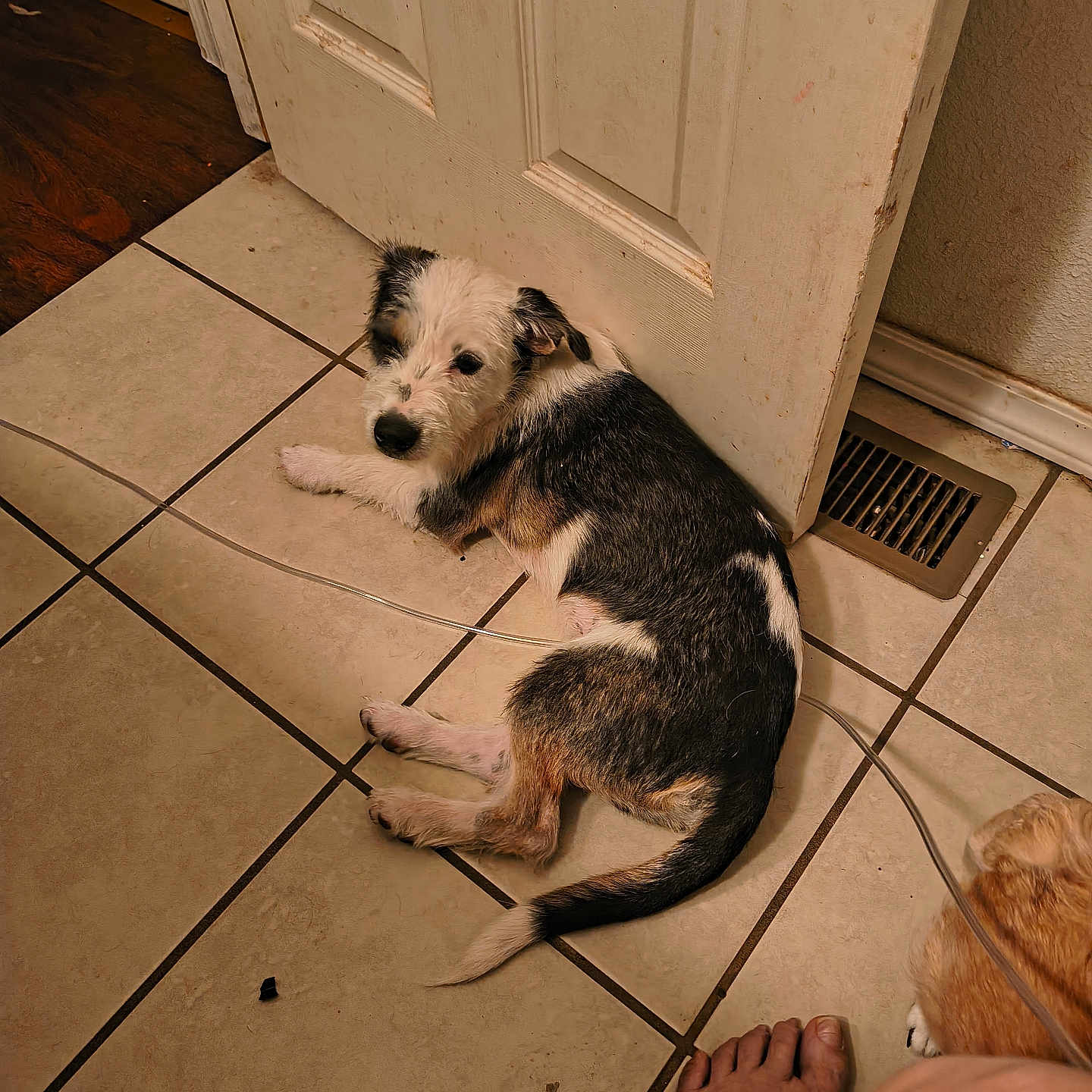 Max is registered to the contest to win money with this photo: animal, black_and_white, brown, canine, close_up, companion, curious, dog, domestic, door, floor_vent, foot, home, indoor, laying_down, pet, puppy, resting, tile_floor, wall