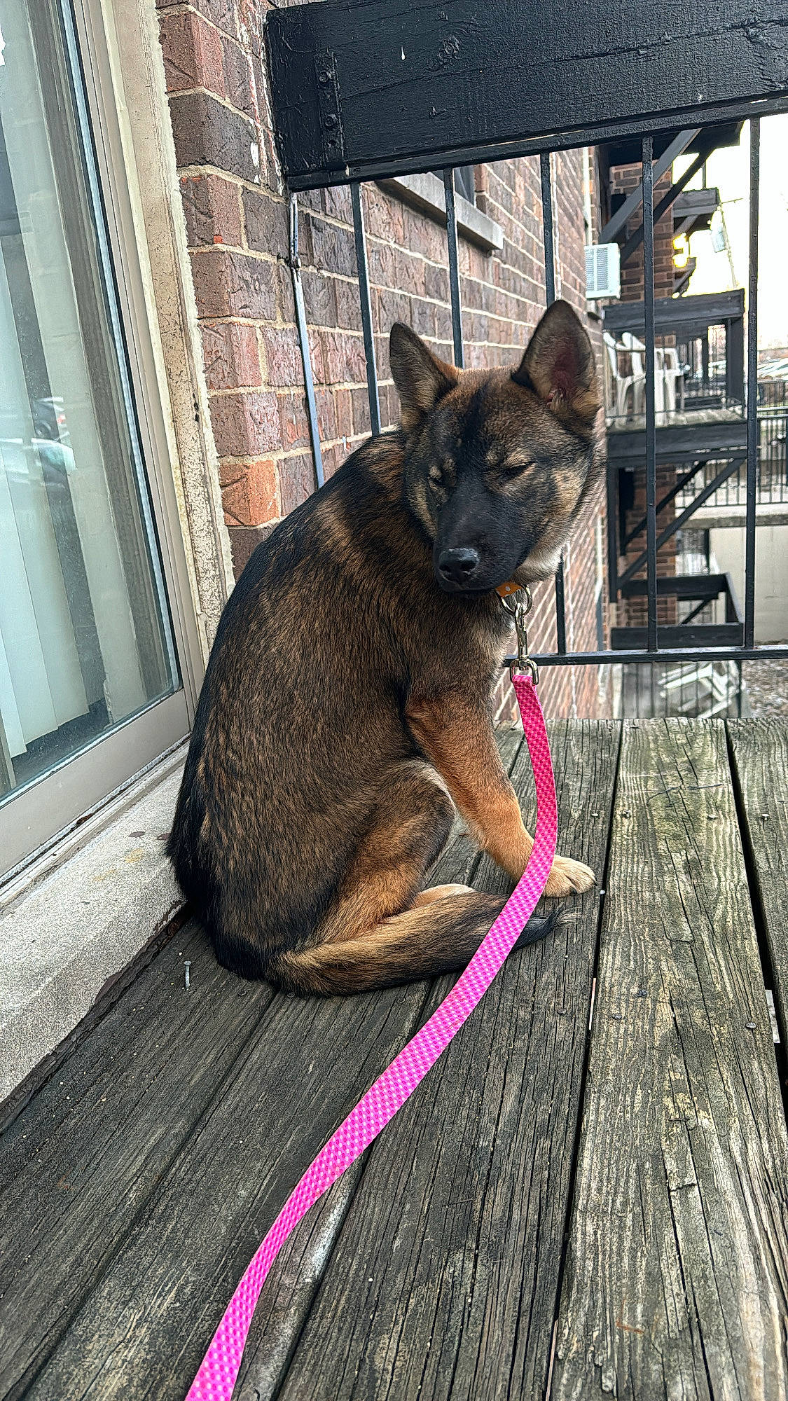 Twix joined the competition — help win amazing prizes! canidae, carnivore, collar, dog, dog_breed, fawn, felidae, flooring, hardwood, plank, small_to_medium_sized_cats, snout, tail, terrestrial_animal, wallaby, whiskers, window, wood, working_animal, working_dog