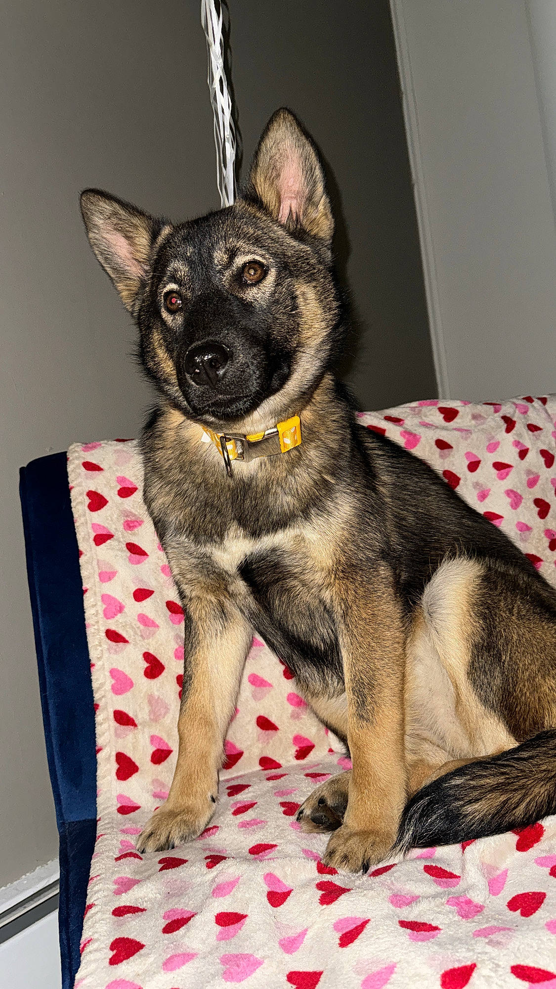 Twix joined the competition — help win amazing prizes! biting, canidae, carnivore, comfort, companion_dog, dog, dog_breed, dog_supply, ear, fawn, fur, grey, paw, snout, sporting_group, terrestrial_animal, whiskers, working_animal, working_dog