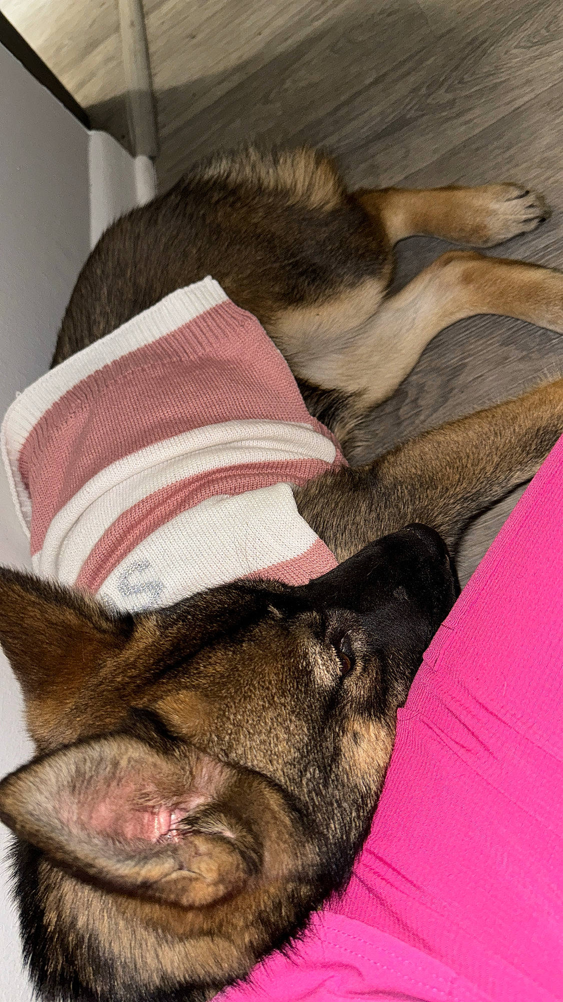 Twix joined the competition — help win amazing prizes! beard, brown, carnivore, comfort, companion_dog, dog, dog_breed, ear, facial_hair, fawn, felidae, fur, linens, liver, snout, terrestrial_animal, textile, whiskers, working_animal, wrinkle