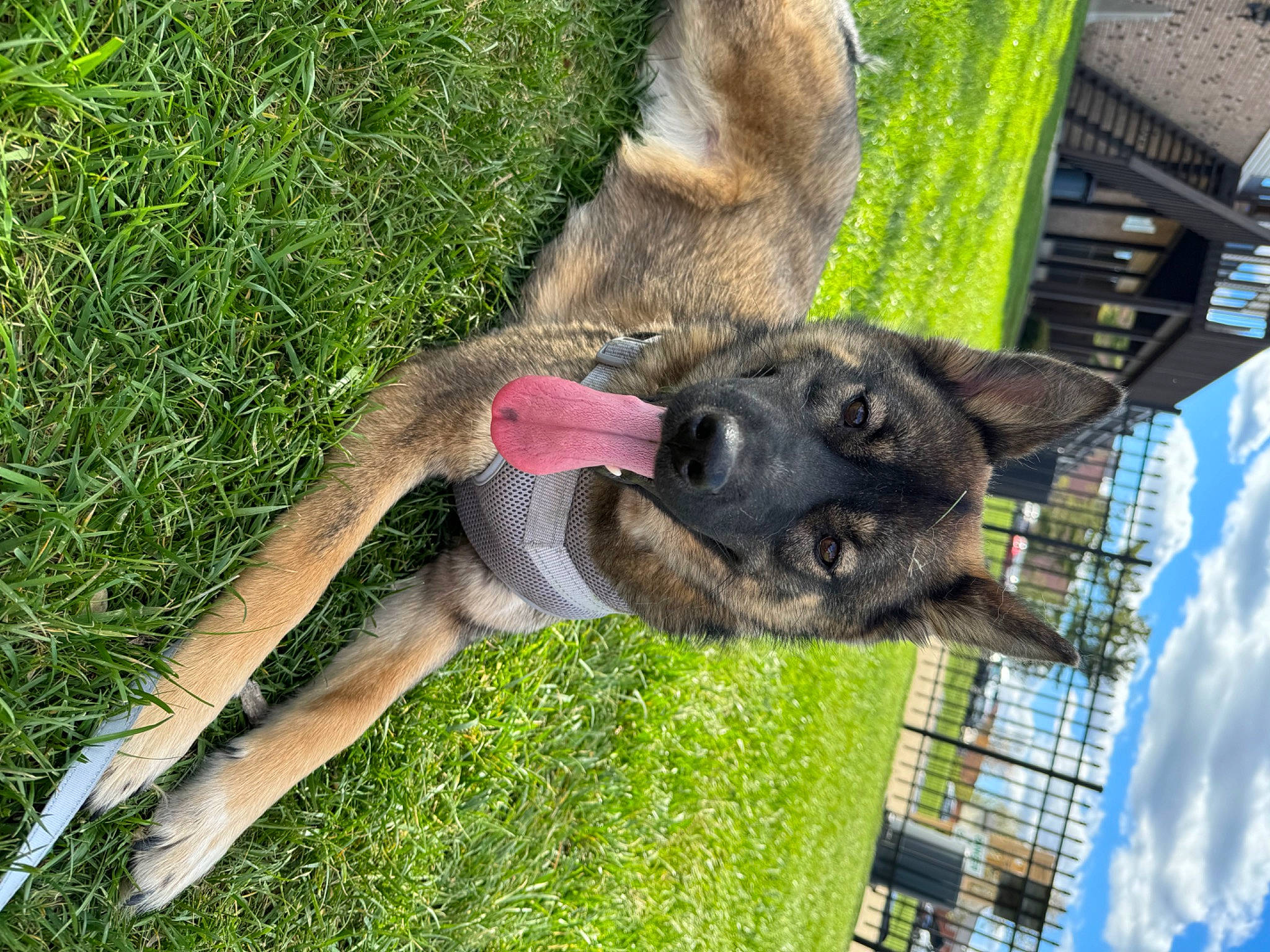 Twix is registered to the contest to win money with this photo: biting, canidae, carnivore, cloud, dog, dog_breed, fawn, fur, grass, groundcover, marsupial, natural_material, old_german_shepherd_dog, plant, snout, sporting_group, terrestrial_animal, tree, wildlife, working_animal