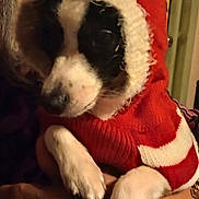 Chico joined the competition — help win amazing prizes! dog, pet, animal, sweater, red, white, pom_pom, hood, hand, indoor, portrait, close_up, black_and_white, cute, festive, warm, clothing, cozy, furry, small_dog