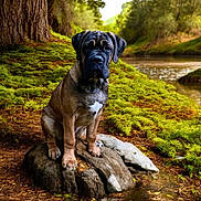 Artaban participe au concours pour gagner de l'argent avec cette photo : animal, black_face, brown_fur, canine, dog, forest, landscape, moss, nature, outdoor, peaceful, puppy, river, scenery, sitting, sunlight, tree_stump, trees, water, wildlife