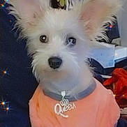 Lola Aka Baby joined the competition — help win amazing prizes! dog, small_dog, white_fur, large_ears, sweater, necklace, indoor, pet, cute, adorable, furry, animal, portrait, sparkle_effect, clothing, accessory, sitting, looking_at_camera, domestic_animal, soft_texture