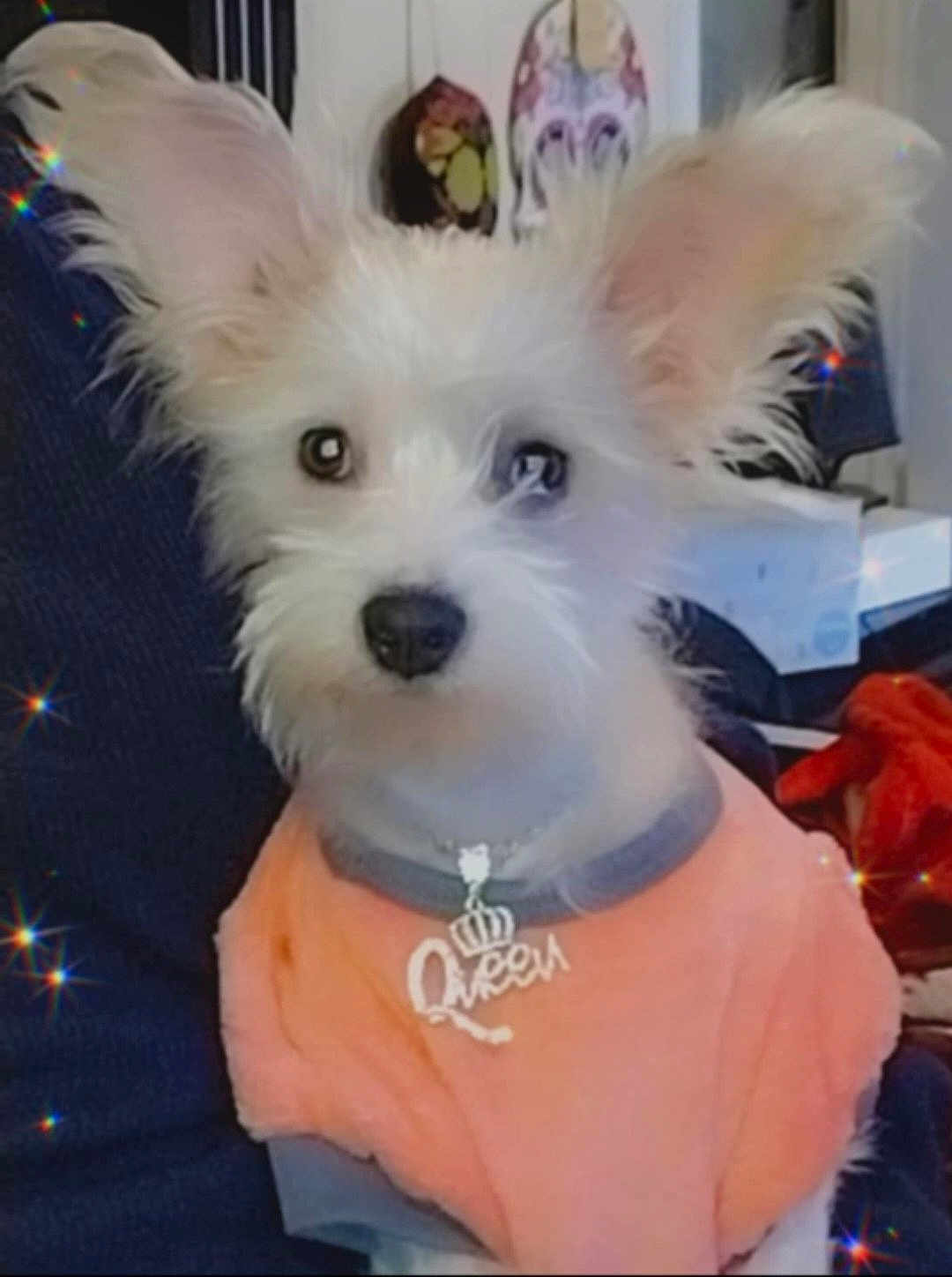 Lola Aka Baby joined the competition — help win amazing prizes! dog, small_dog, white_fur, large_ears, sweater, necklace, indoor, pet, cute, adorable, furry, animal, portrait, sparkle_effect, clothing, accessory, sitting, looking_at_camera, domestic_animal, soft_texture