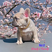 Venom a rejoint le concours — aidez-le/la à gagner de superbes lots ! animal, boxer, bulldog, canine, cherryblossom, dog, flower, flowerarrangement, frenchbulldog, geranium, leash, pet, petal, pitbull, plant, pug, puppy, whitedog