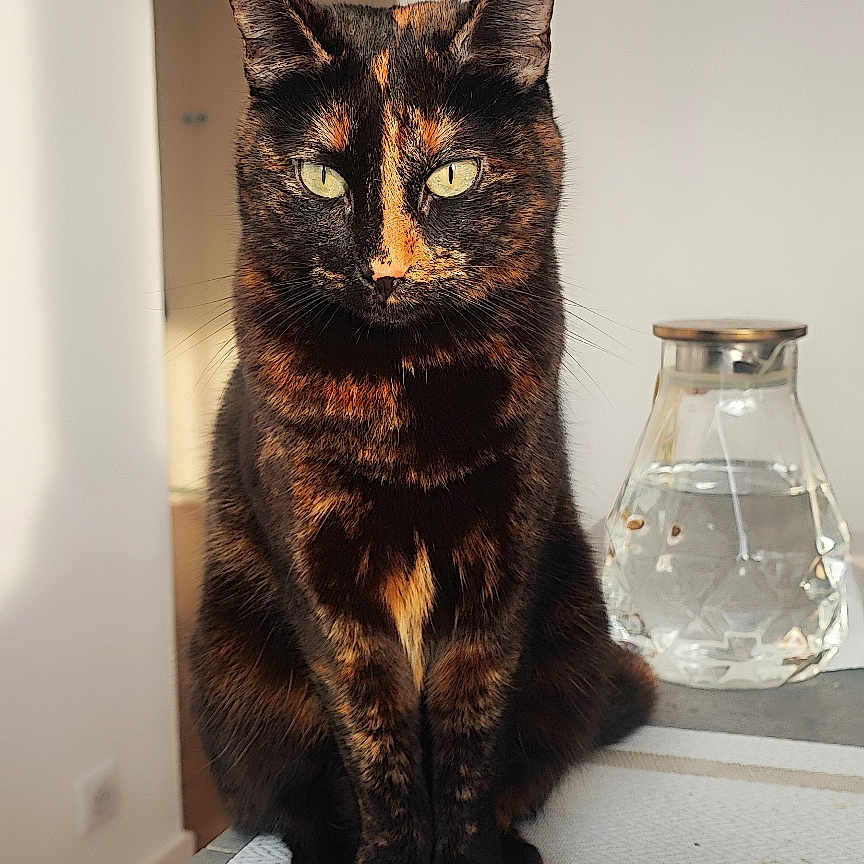 Isis a rejoint le concours — aidez-le/la à gagner de superbes lots ! abyssinian, animal, blackcat, cat, glass, goblet, hardwood, homedecor, indoors, interiordesign, jar, jug, kitten, lamp, manx, pet, pottery, shelf, vase, wood