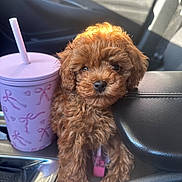Saint joined the competition — help win amazing prizes! puppy, dog, brown, curly_fur, car_interior, cup, pink, center_console, sunlight, seatbelt, adorable, pet, cute, small_dog, fluffy, young_dog, car_door, window, leather, resting
