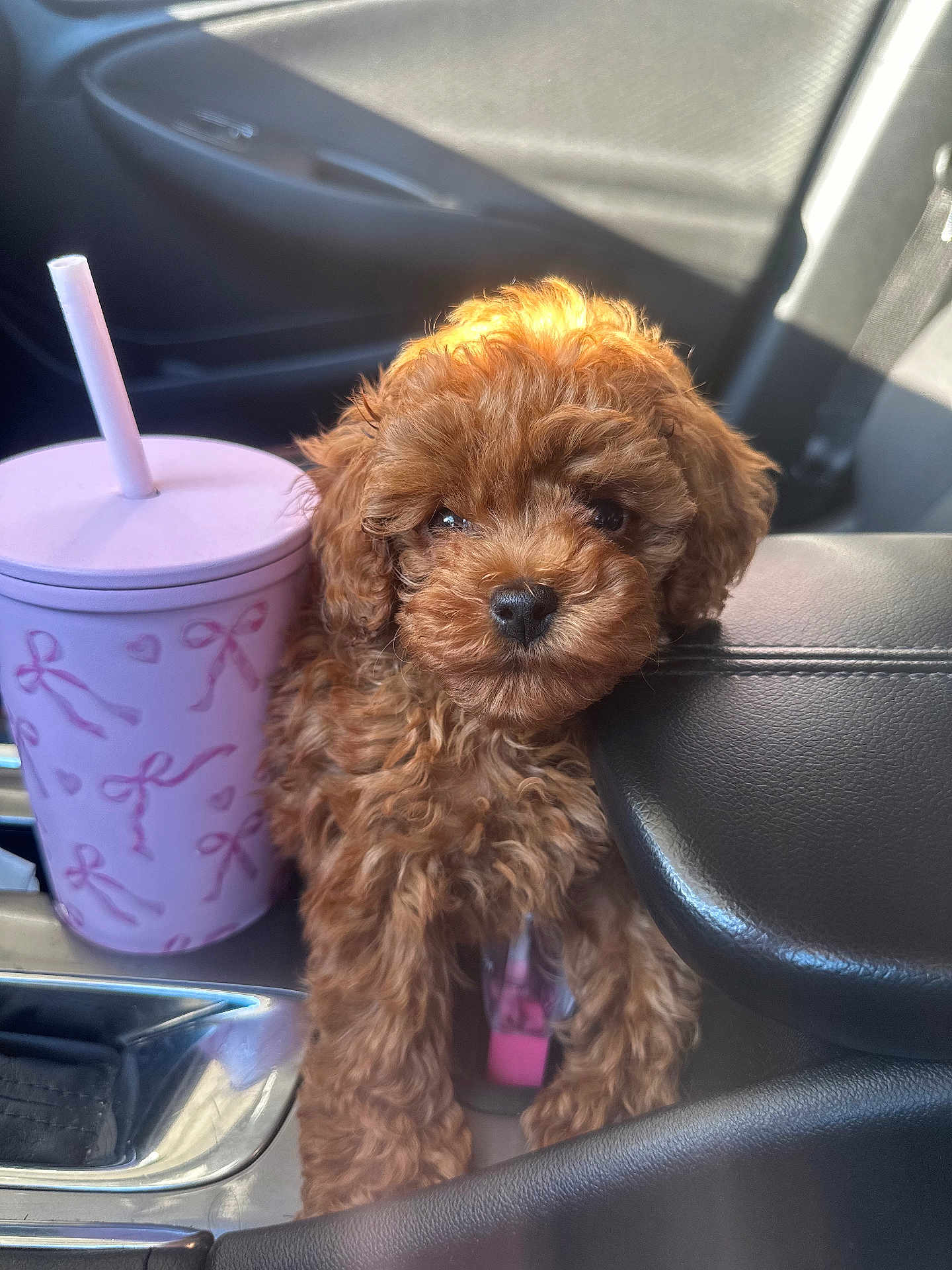 Saint joined the competition — help win amazing prizes! puppy, dog, brown, curly_fur, car_interior, cup, pink, center_console, sunlight, seatbelt, adorable, pet, cute, small_dog, fluffy, young_dog, car_door, window, leather, resting