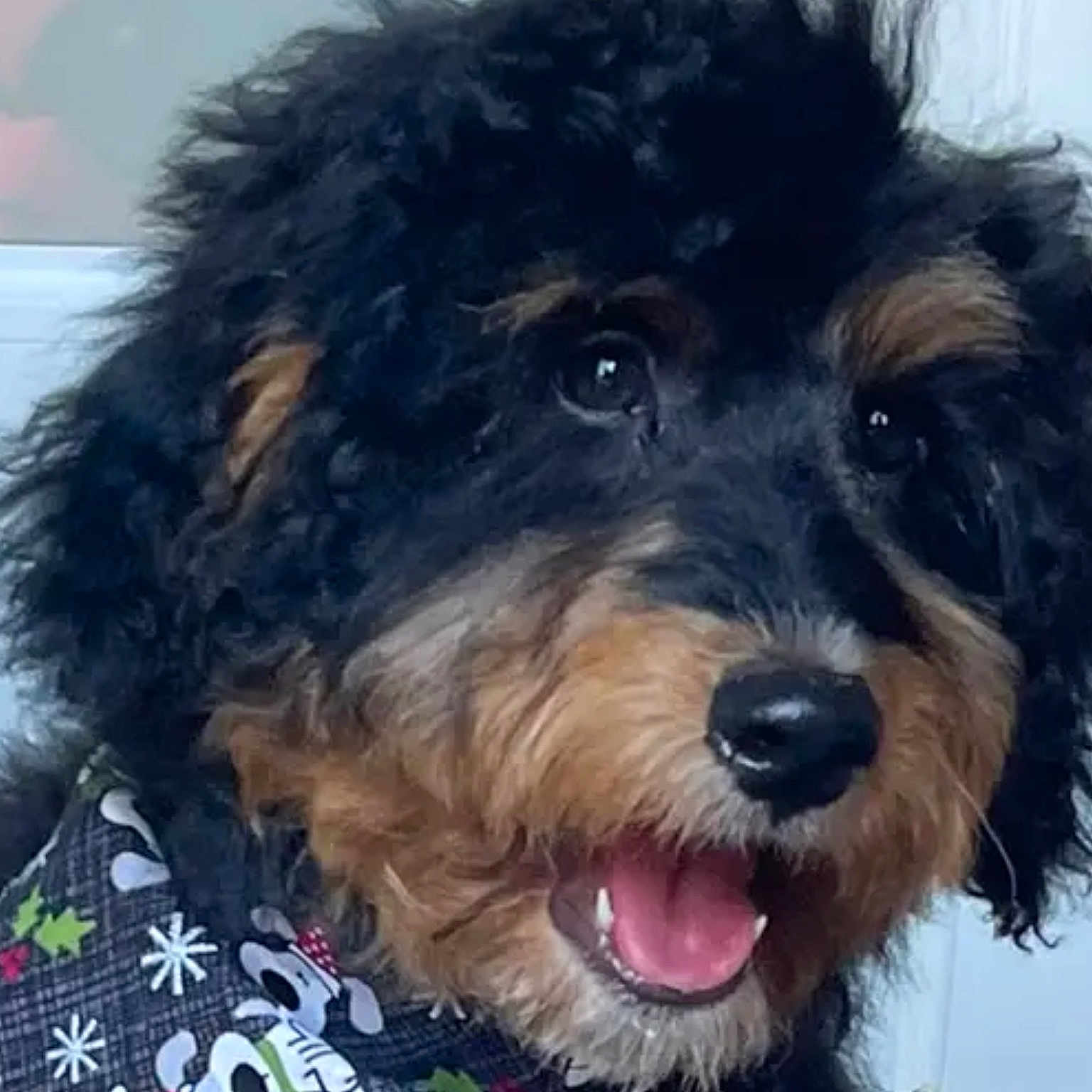 Rico joined the competition — help win amazing prizes! canidae, carnivore, cockapoo, collar, companion_dog, dog, dog_breed, dog_collar, fur, labradoodle, poodle_crossbreed, shih_poo, small_terrier, snout, sporting_group, terrier, toy_dog, water_dog, working_animal, yorkipoo