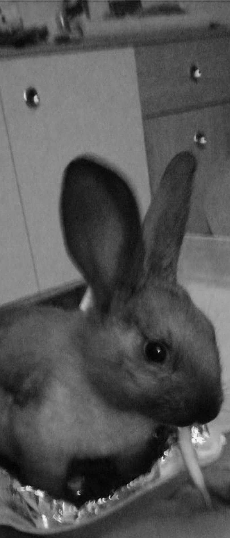 Pikachu a rejoint le concours — aidez-le/la à gagner de superbes lots ! black_and_white, domestic_rabbit, ear, fawn, hare, organism, rabbit, rabbits_and_hares, snout, whiskers, wildlife