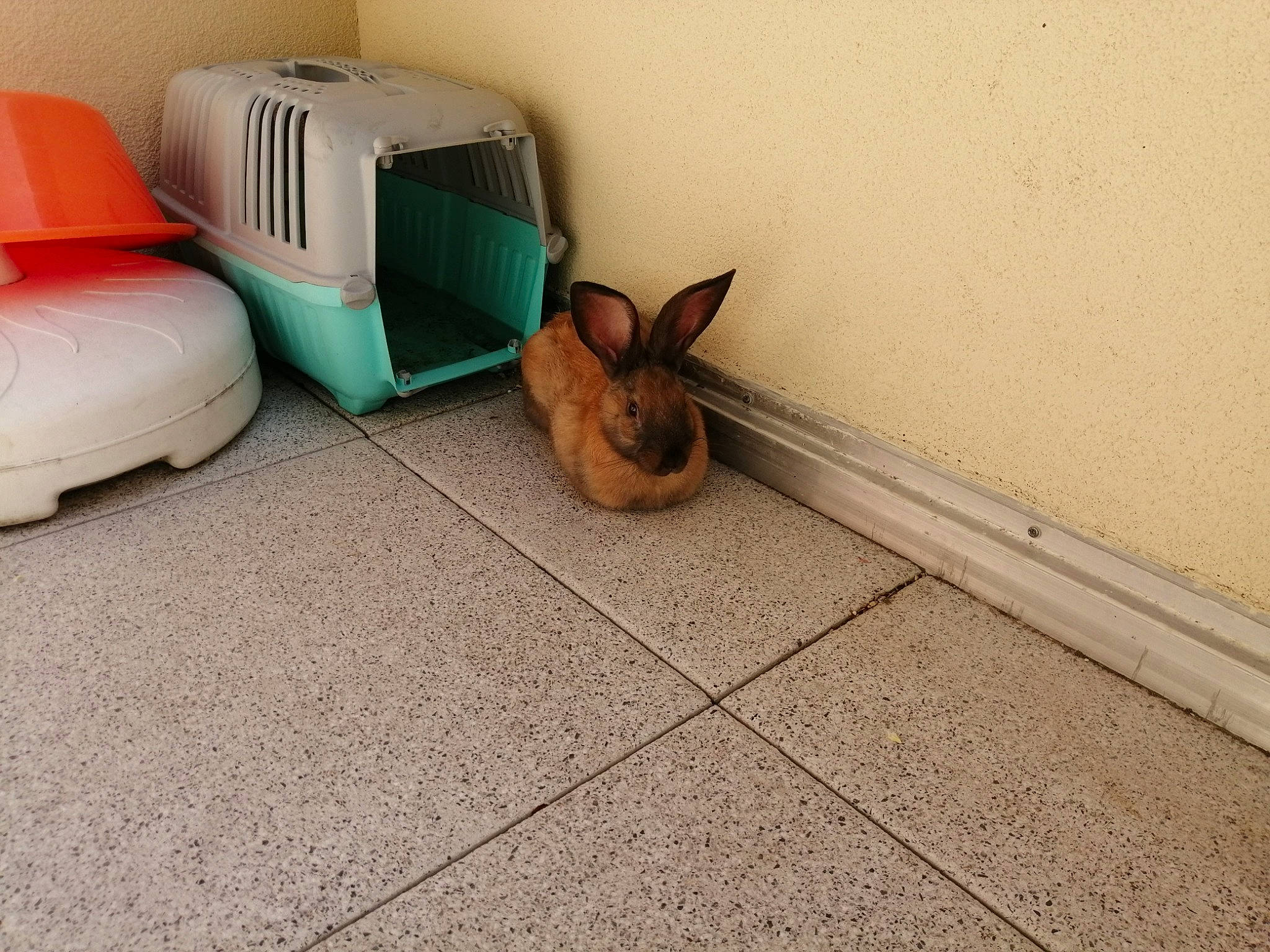 Pikachu participe au concours pour gagner de l'argent avec cette photo : cat, concrete, domestic_rabbit, fawn, felidae, floor, flooring, kitten, rabbit, rabbits_and_hares, small_to_medium_sized_cats, tail, tile, whiskers