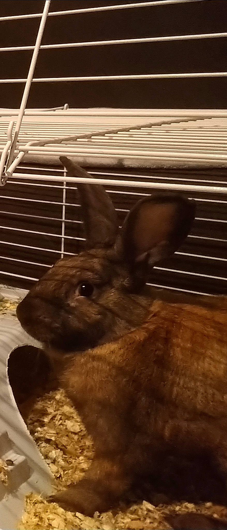 Pikachu a rejoint le concours — aidez-le/la à gagner de superbes lots ! cage, chinchilla, degu, domestic_rabbit, fawn, gerbil, hare, mammal, mouse, muridae, muroidea, organism, rabbit, rabbits_and_hares, rodent, snout, vertebrate, whiskers