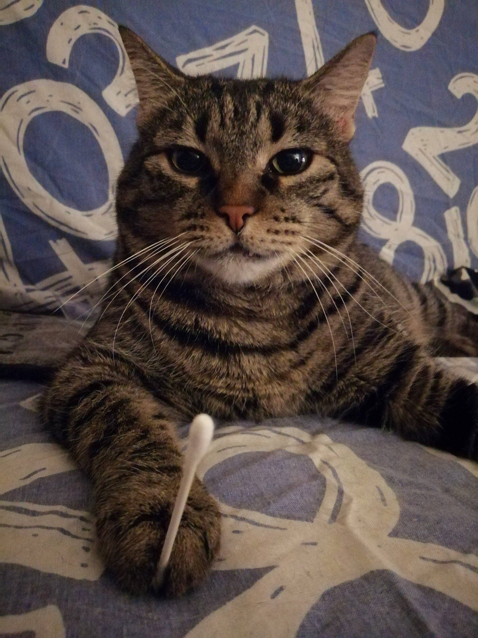 Minnie a rejoint le concours — aidez-le/la à gagner de superbes lots ! aegean_cat, american_shorthair, american_wirehair, arabian_mau, asian, california_spangled, carnivore, cat, domestic_short_haired_cat, dragon_li, european_shorthair, felidae, kitten, mammal, ocicat, pixie_bob, small_to_medium_sized_cats, tabby_cat, whiskers, wild_cat