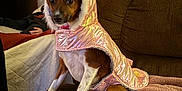 Nami joined the competition — help win amazing prizes! dog, pet, indoor, couch, brown_couch, pink_jacket, hooded_jacket, seated, blanket, person, quilt, painting, horse_painting, plant, curtains, living_room, furniture, cozy, animal, fur