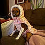 dog, pet, indoor, couch, brown_couch, pink_jacket, hooded_jacket, seated, blanket, person, quilt, painting, horse_painting, plant, curtains, living_room, furniture, cozy, animal, fur