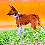 Nami joined the competition — help win amazing prizes! dog, brown, white, grass, leash, outdoor, pet, animal, alert, standing, collar, nature, fur, ears, side_view, summer, daylight, background_blur, canine, portrait