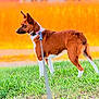 dog, brown, white, grass, leash, outdoor, pet, animal, alert, standing, collar, nature, fur, ears, side_view, summer, daylight, background_blur, canine, portrait