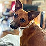 Nami is registered to the contest to win money with this photo: dog, pet, brown_dog, curious, ears, blanket, indoor, home, cozy, soft_light, blurred_background, animal, canine, looking_back, fur, companion, domestic, portrait, mammal, sitting