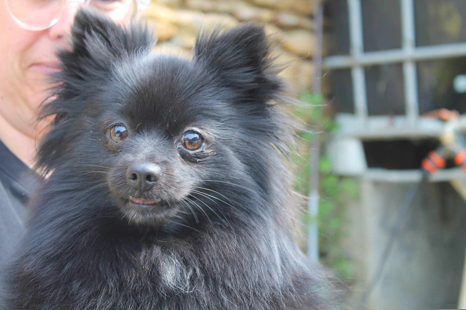 Leslie participe au concours pour gagner de l'argent avec cette photo : dog, black_dog, fluffy, small_dog, pet, animal, face, eyes, tongue, person, glasses, portrait, outdoor, blurred_background, stone_wall, window, cute, fur, closeup, companion